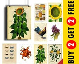 Vintage Botanical Posters, Antique Floral Prints, A3 A4 A5 Plants Wall Art Print