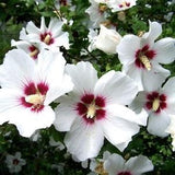 HIBISCUS WHITE RED Large Rose Mallow Swamp Moscheutos Native Wildflower 10 Seeds