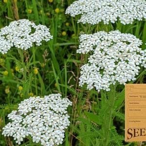 Ontario Native Plant Seeds - Common Yarrow - Achillea millefolium