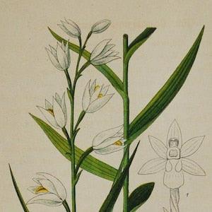 Sword-Leaved Helleborine Orchid,Narrow-Leaved Helleborine - Cephalanthera ensifolia,longifolia - Original Antique Botanical Print 1880s