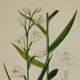 Sword-Leaved Helleborine Orchid,Narrow-Leaved Helleborine - Cephalanthera ensifolia,longifolia - Original Antique Botanical Print 1880s
