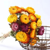 30pcs Xerochrysum bracteatum real dried flowers bouquet  Wedding DIY Plant Decor