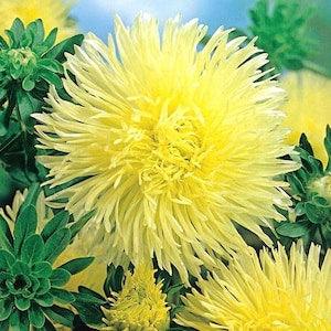 China Aster Tall Needle Yellow Flowers 1g - 200 NON GMO Seeds - Callistephus Chinensis