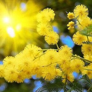 Acacia dealbata - Silver Wattle - Yellow mimosa - 20 Seeds