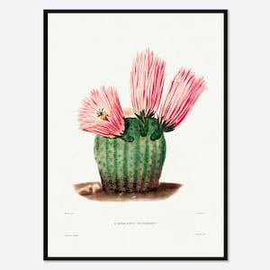 Rainbow Cactus Botanical Flowers Vintage Wall Art Print | Spring Succulent, Green Plants, Colorful Floral Poster, Retro Antique Decor #BA28