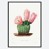 Rainbow Cactus Botanical Flowers Vintage Wall Art Print | Spring Succulent, Green Plants, Colorful Floral Poster, Retro Antique Decor #BA28