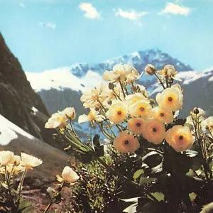 Giant Mountain Buttercup Mount Cook Lily Flower New Zealand NZL Chrome Postcard