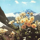 Giant Mountain Buttercup Mount Cook Lily Flower New Zealand NZL Chrome Postcard