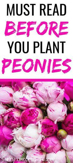 Caring and How to Grow Peonies Flower Delivery