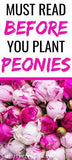 Caring and How to Grow Peonies Flower Delivery