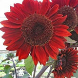 Sunflower Red Sun 2g - 50 Seeds - Helianthus Annuus NON GMO