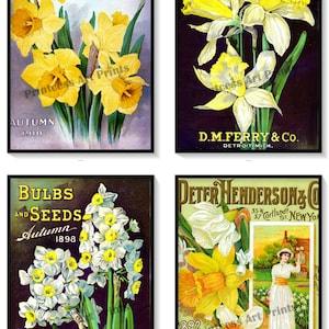 Vintage Seed Catalogue Covers Ferry Bulbs Set of 4 Art Prints Yellow White Daffodils