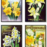 Vintage Seed Catalogue Covers Ferry Bulbs Set of 4 Art Prints Yellow White Daffodils