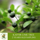 Kaffir Lime Sapling, Grafted Ready To Plant, With Tuberous Soil, 2 Years Old, Abundant Fruiting, Kaffir Lime Tree, For Pot and Garden