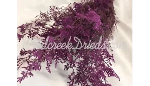 PRESERVED DYED PLUM LAVENDER CASPIA FLORAL FOLIAGE FILLER FLOWER
