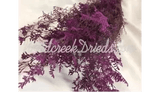 PRESERVED DYED PLUM LAVENDER CASPIA FLORAL FOLIAGE FILLER FLOWER