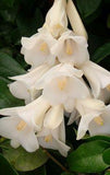 Lapageria rosea - white form - Chilean Bellflower Flower Delivery