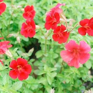 50 Pcs Red Mimulus Flower Seeds- Mimulus Hybridus F2 Twinkle Red-Monkey Flower Seeds-Angel Tiger Eye Flower/ FL369