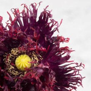 Black Swan Poppy Seeds, 100 Bulk Heirloom Papaver Somniferum Medicinal Flower Garden Prepper Seed, BEE COMPANION Plant, Grow Flowers + Seeds