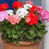 Lavender Zonal Geranium Flowers Blend 12 Seeds - Pelargonium Hortorum GMO FREE