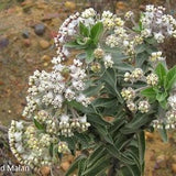 Wild Cotton Milkweed (Gomphocarpus cancellatus) Packet of 7 seeds with New!