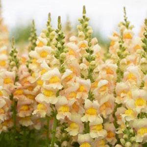 30 Apricot Snapdragon Seeds / Antirrhinum majus / Cut Flower / Container Gardening / English Garden / Wildflowers / Cottage Garden