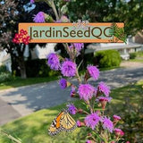 Liatris ligulistylis Rocky Mountain blazing star 20 graines