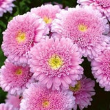 30+ Beautiful Double-Flowered Pink Sidonia Asters seeds