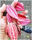 Hoya Macrophylla Red Plant With Phitosanitary Certificate