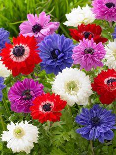 Anemone St. Brigid Flower Delivery