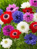 Anemone St. Brigid Flower Delivery