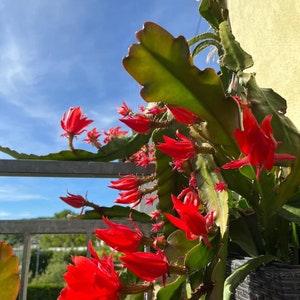 Epiphyllum orchid cactus, varied leaves cuttings, Orchid Cactus fresh cuttings