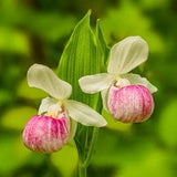 Showy Ladyslipper Flowers, Lady Slipper Print, Lady Slipper Art, Flower Metal Print, "Showy Lady Slipper Flowers