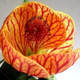 FLOWERING MAPLE VEINED Giant Flowered Abutilon Striatum Large Unique Mallow 10 Seeds