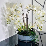 CHARNEL PARIS - Orchid in plant pot - Green Preserved moss - Phalaenopsis white flower - 25 X 10Cm -Large Grey Cylinder glass-Christmas gift