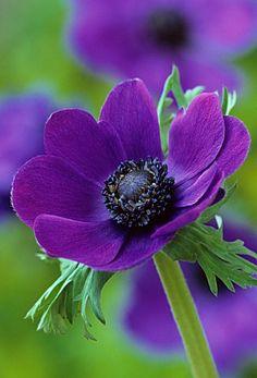 FP_JCB0144- ANEMONE CORONARIA, ANEMONE : Asset Details Flower Delivery