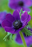 FP_JCB0144- ANEMONE CORONARIA, ANEMONE : Asset Details Flower Delivery