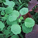 Papalo - Porophyllum ruderale - Seeds