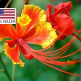 Bird of Paradise Red Seeds (Caesalpinia pulcherrima 'Red') - Dwarf Poinciana Red Seeds - Pride of Barbados