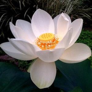 WHITE LOTUS Sacred Water Nelumbo Nucifera Plant Lily Hardy Rare Perennial 5 Large Seeds