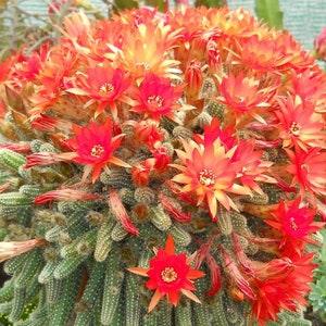Peanuts Cactus - Lobivia sylvestris - Rare Cactus Seeds - Rat Tail Cactus, Red-Yellow, Monkey Tail Cactus, Fish Bone Cactus, Hedgehog Cactus