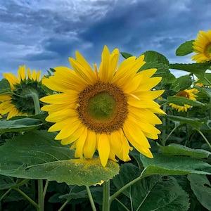Sunflower photography, sunflower picture, sunflower art