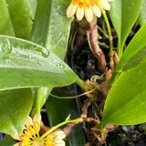 Bulbophyllum auratum 'Other World' CHM/AOS. Awarded bulbophyllum orchid clone. Blooming size plants 2.5" pot