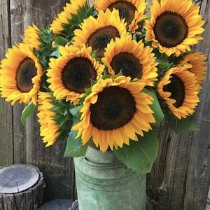 10+ seeds / ProCut Orange Sunflower / Single Stem Sunflower(#80)
