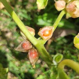Ashwaganda / Ginseng indien