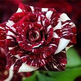 Dark red white rose seeds- 20 seeds-359