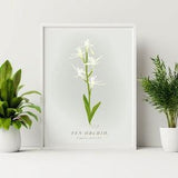 Framed Orchid Print. Norfolk Fen Orchid, Norfolk Wildflower Print. Liparis loeselii Print. English Nature Print. Easter flower wall decor.