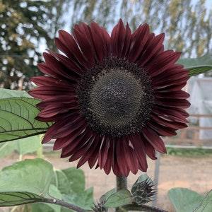 Black Beauty Sunflower Seeds, Darkest of the Dark, 4-6' Dark Red Sunflowers, 25 Seeds // Open Pollinated, Non-GMO, helianthus annuus