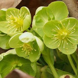 LIME HELLEBORUS Corsicus Argutifolius Perennial Christmas Rose Shade, 10 Seeds