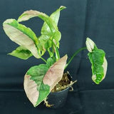 Syngonium 'Pink Lava'